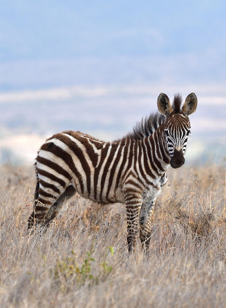 zebra_meet_animals