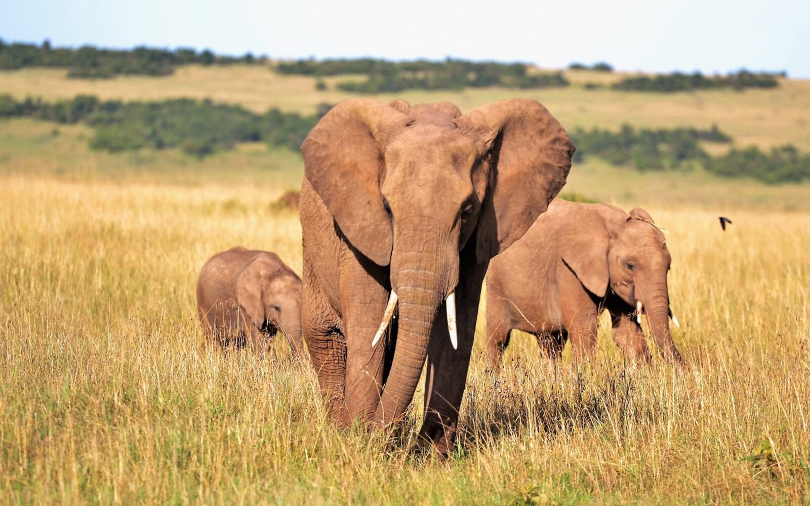 An elephant family with two calves walking through tall golden grass