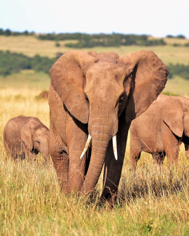 An elephant family with two calves walking through tall golden grass