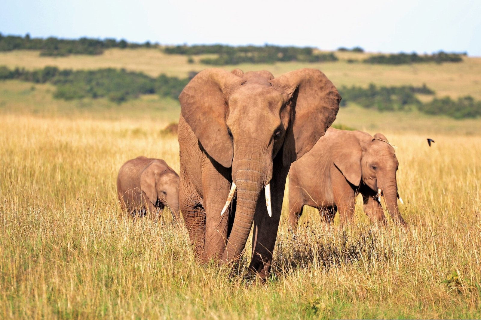 An elephant family with two calves walking through tall golden grass