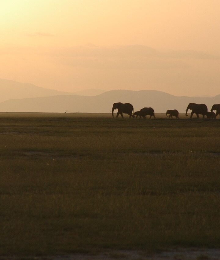 A herd of elephants crossing the Amboseli plain at sunrise