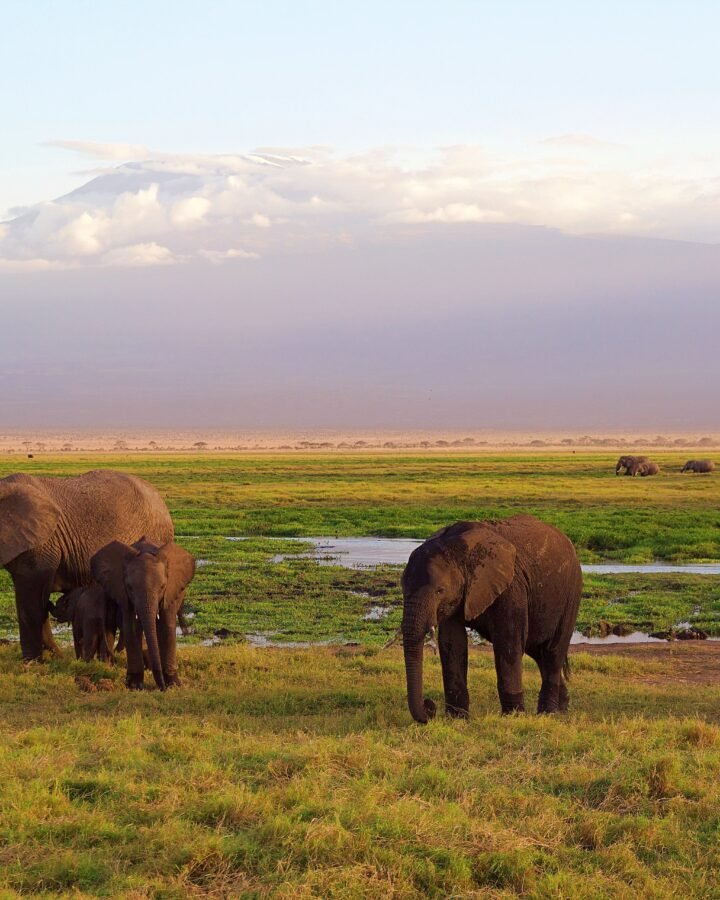 A family of elephants grazing on the green Amboseli marsh with Mount Kilimanjaro behind them at sunrise