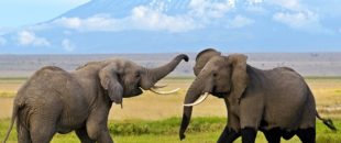 amboseli_np_elephants_1