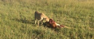 masai_mara_cheetah